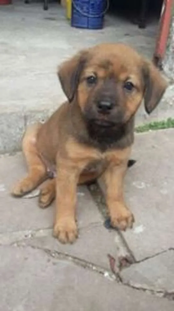 Cachorro ra a SRD idade Abaixo de 2 meses nome Donald