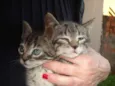 gatos