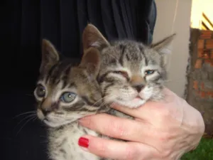 Gato raça  idade 2 a 6 meses nome gatos