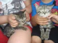 gatos