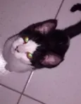 pretinho