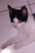 pretinho