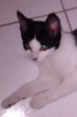 Gato ra a SRD idade 2 a 6 meses nome pretinho