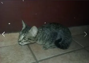 Gato raça SRD idade 2 a 6 meses nome sem nome