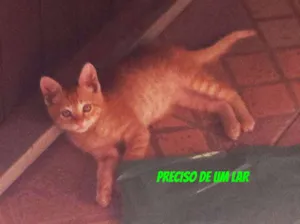 Gato raça  idade 2 a 6 meses nome SEM NOMES