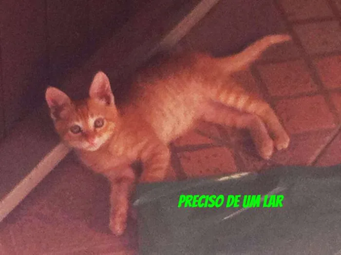 Gato ra a  idade 2 a 6 meses nome SEM NOMES
