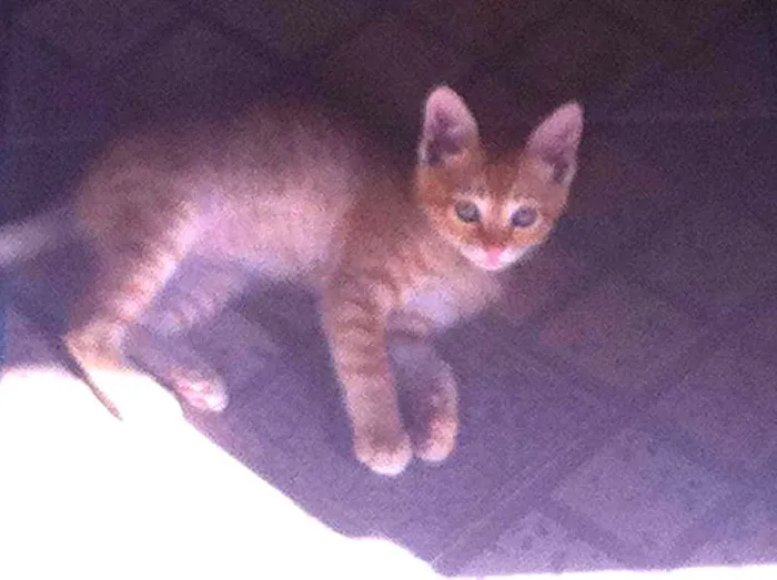 Gato ra a  idade 2 a 6 meses nome SEM NOMES