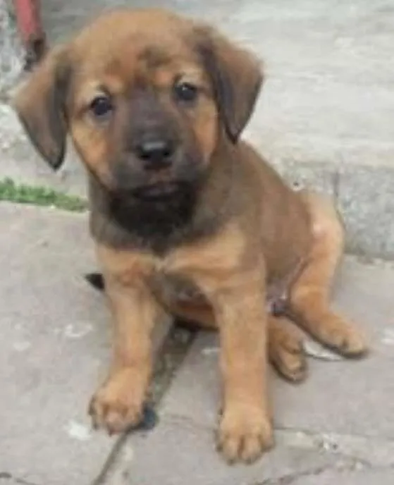 Cachorro ra a SRD idade Abaixo de 2 meses nome Donald