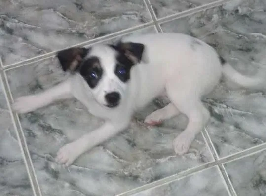 Cachorro ra a Vira lata idade 2 a 6 meses nome Sem nome