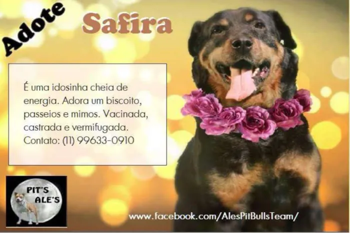 Cachorro ra a Rottweiler idade 6 ou mais anos nome SAFIRA