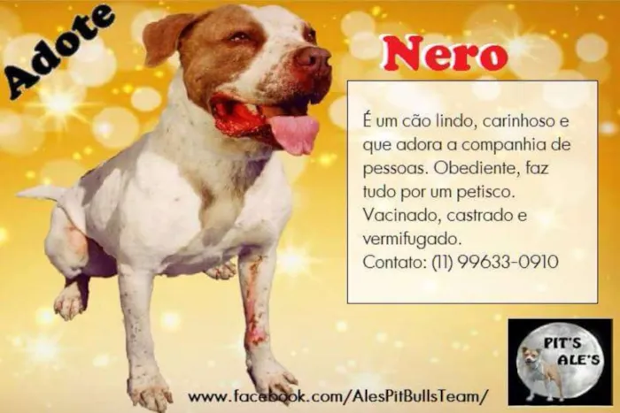 Cachorro ra a Pit-Bull idade 3 anos nome NERO