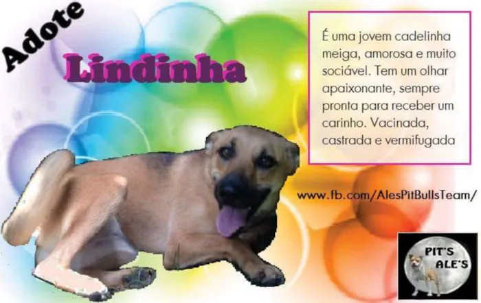 Cachorro ra a SRD idade 2 a 6 meses nome LINDINHA FILHOTE