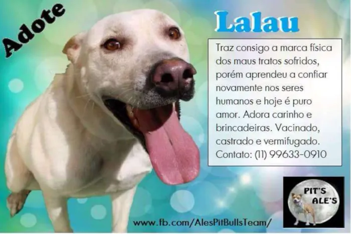 Cachorro ra a SRD idade 2 anos nome LALAU