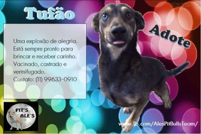Cachorro ra a SRD idade 3 anos nome TUFÃO