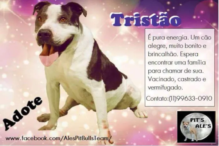 Cachorro ra a Pit-Bull idade 3 anos nome TRISTÃO