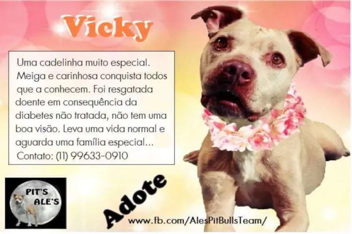 Cachorro ra a Pit-Bull idade 3 anos nome VICKY