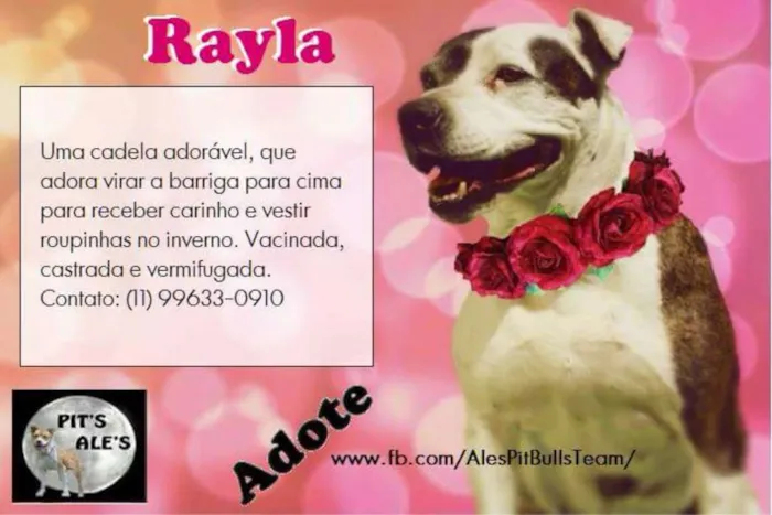 Cachorro ra a Pit-Bull idade 3 anos nome RAYLA