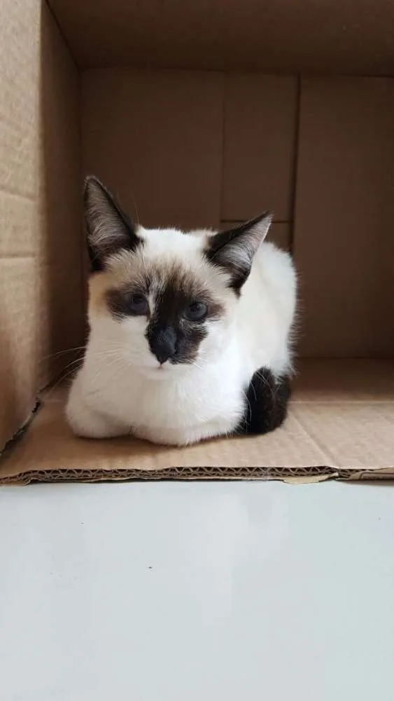 Gato ra a Siamês idade Abaixo de 2 meses nome SEM NOME