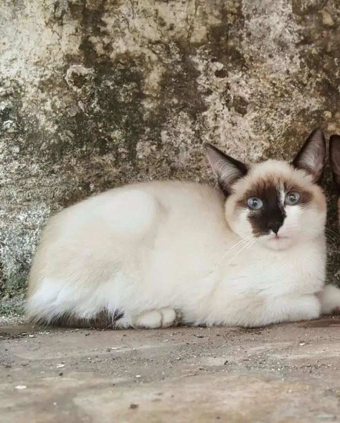 Gato ra a Siamês idade Abaixo de 2 meses nome SEM NOME