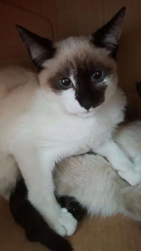 Gato ra a Siamês idade Abaixo de 2 meses nome SEM NOME