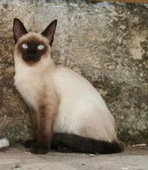 Gato raça Siamês idade Abaixo de 2 meses nome SEM NOME