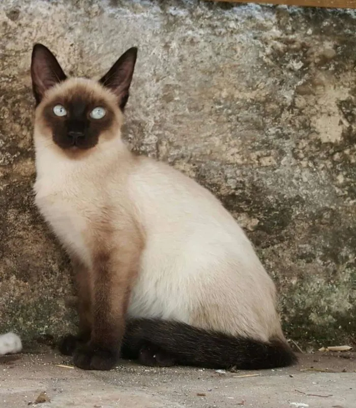 Gato ra a Siamês idade Abaixo de 2 meses nome SEM NOME