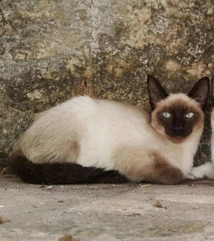 Gato ra a Siamês idade Abaixo de 2 meses nome SEM NOME