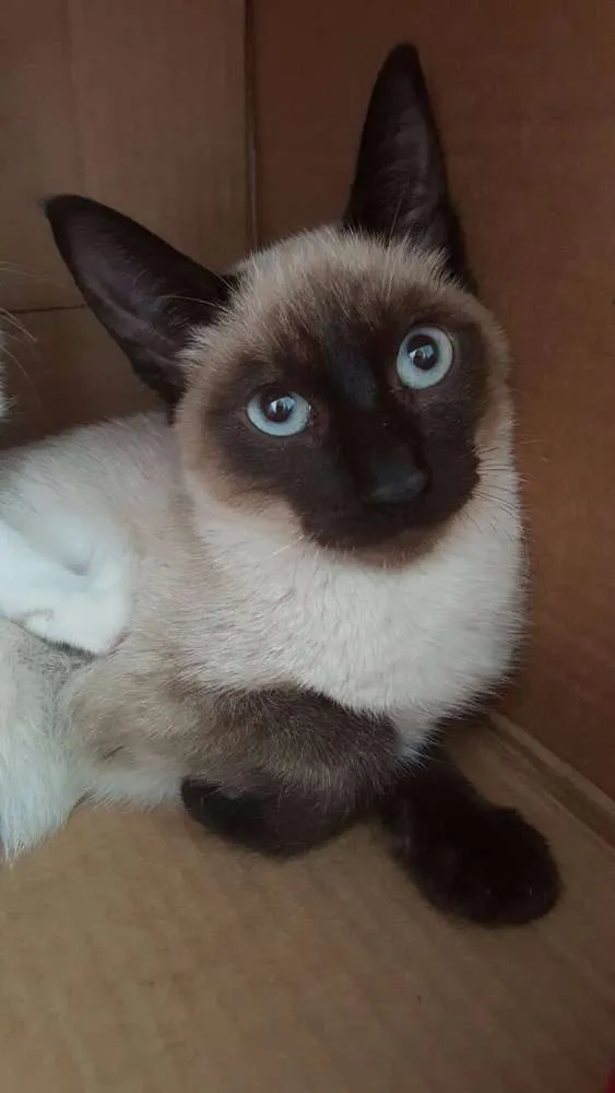 Gato ra a Siamês idade Abaixo de 2 meses nome SEM NOME