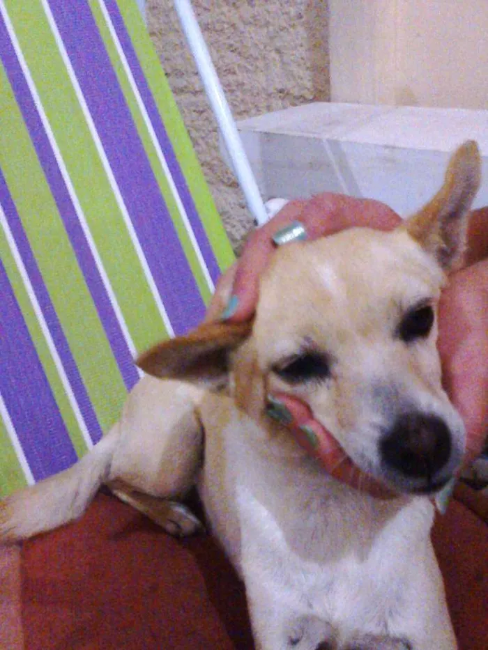 Cachorro ra a SRD idade 6 ou mais anos nome noba