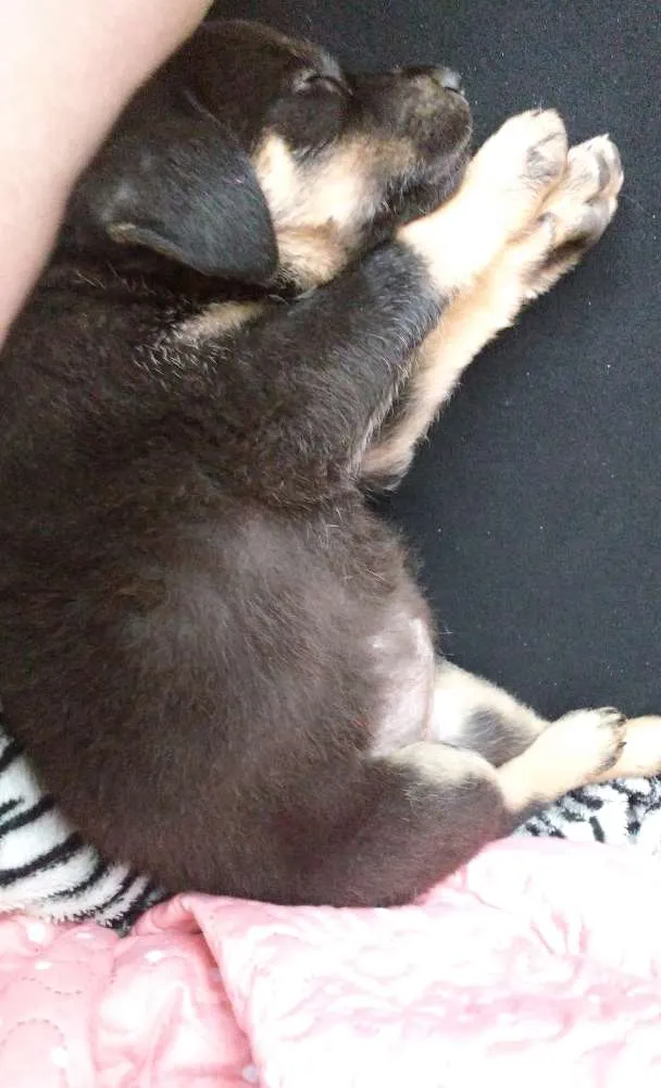 Cachorro ra a  idade 2 a 6 meses nome Não tem