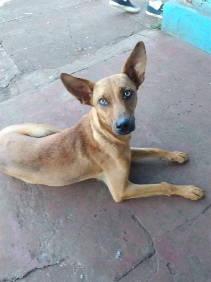 Cachorro ra a Não sei idade 1 ano nome Marron