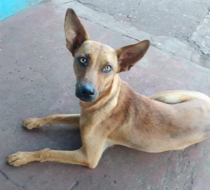 Cachorro ra a Não sei idade 1 ano nome Marron