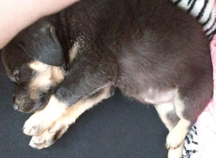 Cachorro ra a  idade 2 a 6 meses nome Não tem