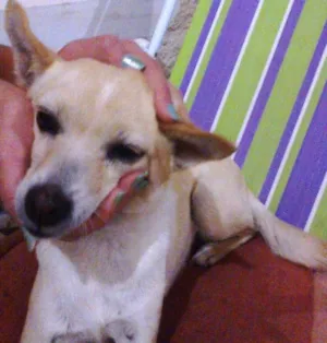 Cachorro raça SRD idade 6 ou mais anos nome noba