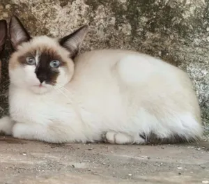 Gato raça Siamês idade Abaixo de 2 meses nome SEM NOME