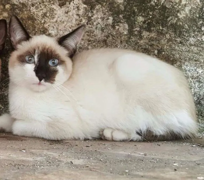 Gato ra a Siamês idade Abaixo de 2 meses nome SEM NOME