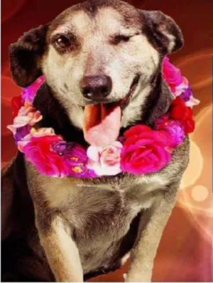 Cachorro raça SRD idade  nome TUCA