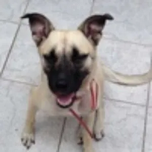 Cachorro raça SRD idade 2 anos nome Lady