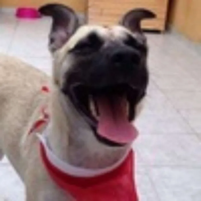 Cachorro ra a SRD idade 2 anos nome Lady