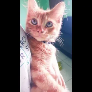 Gato raça Angorá idade 7 a 11 meses nome caramelo