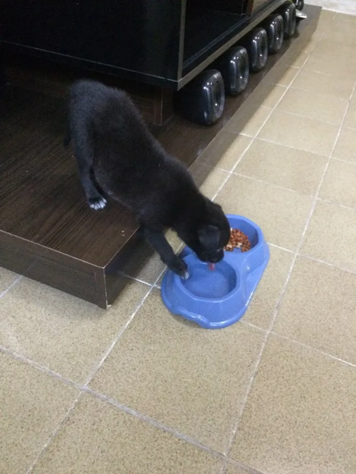 Cachorro ra a  idade Abaixo de 2 meses nome Rayca
