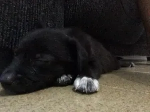 Cachorro raça  idade Abaixo de 2 meses nome Rayca