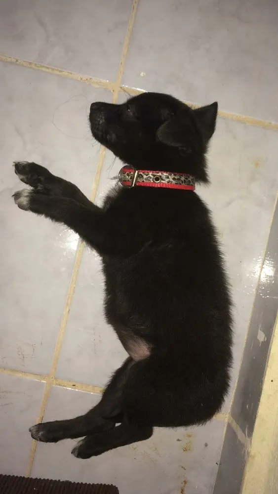 Cachorro ra a  idade Abaixo de 2 meses nome Rayca