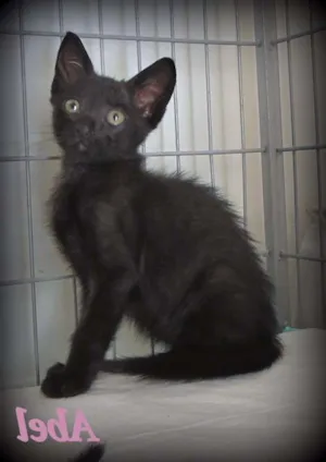 Gato raça SRD idade Abaixo de 2 meses nome Abel