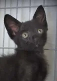 Abel