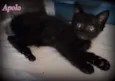 Apolo