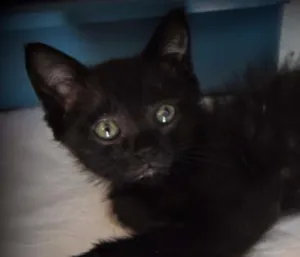 Gato raça SRD idade Abaixo de 2 meses nome Apolo