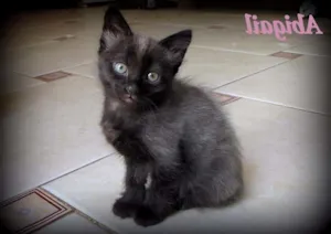 Gato raça SRD idade 2 a 6 meses nome Abigail