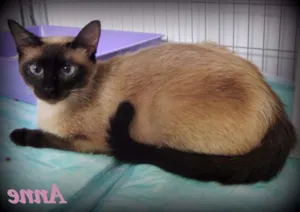 Gato raça SRD idade 1 ano nome Anne