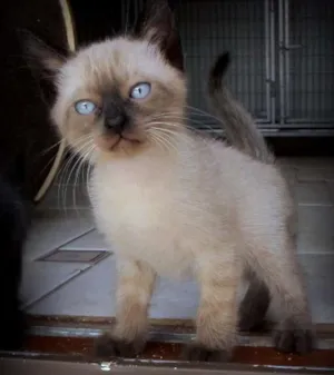 Gato raça SRD idade 2 a 6 meses nome Amélia